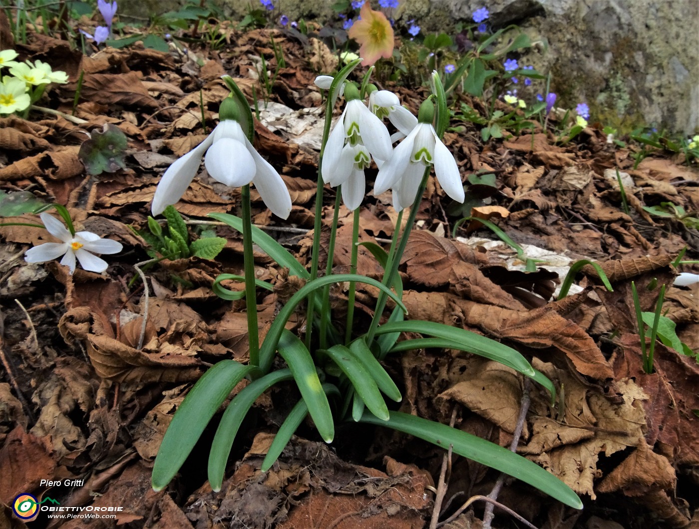 48 Bucanevi (Galanthus nivalis) ed ellebori (Helleborus niger).JPG